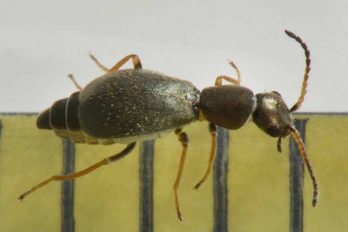 Malachiidae: Charopus  sp?  S. Charopus varipes, m & f